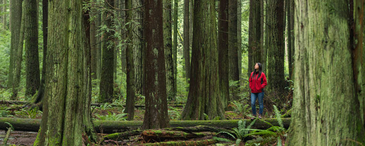 A person in a red jacket stands in a Pacific Northwest forest