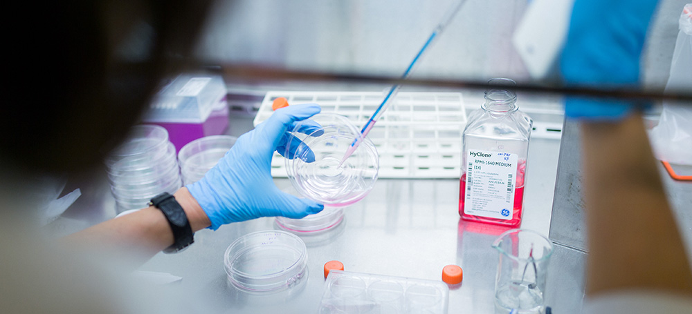 A point of view photo of a person injecting a pink liquid onto a petri dish